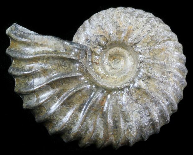 Acanthohoplites Ammonite Fossil - Caucasus, Russia #30077